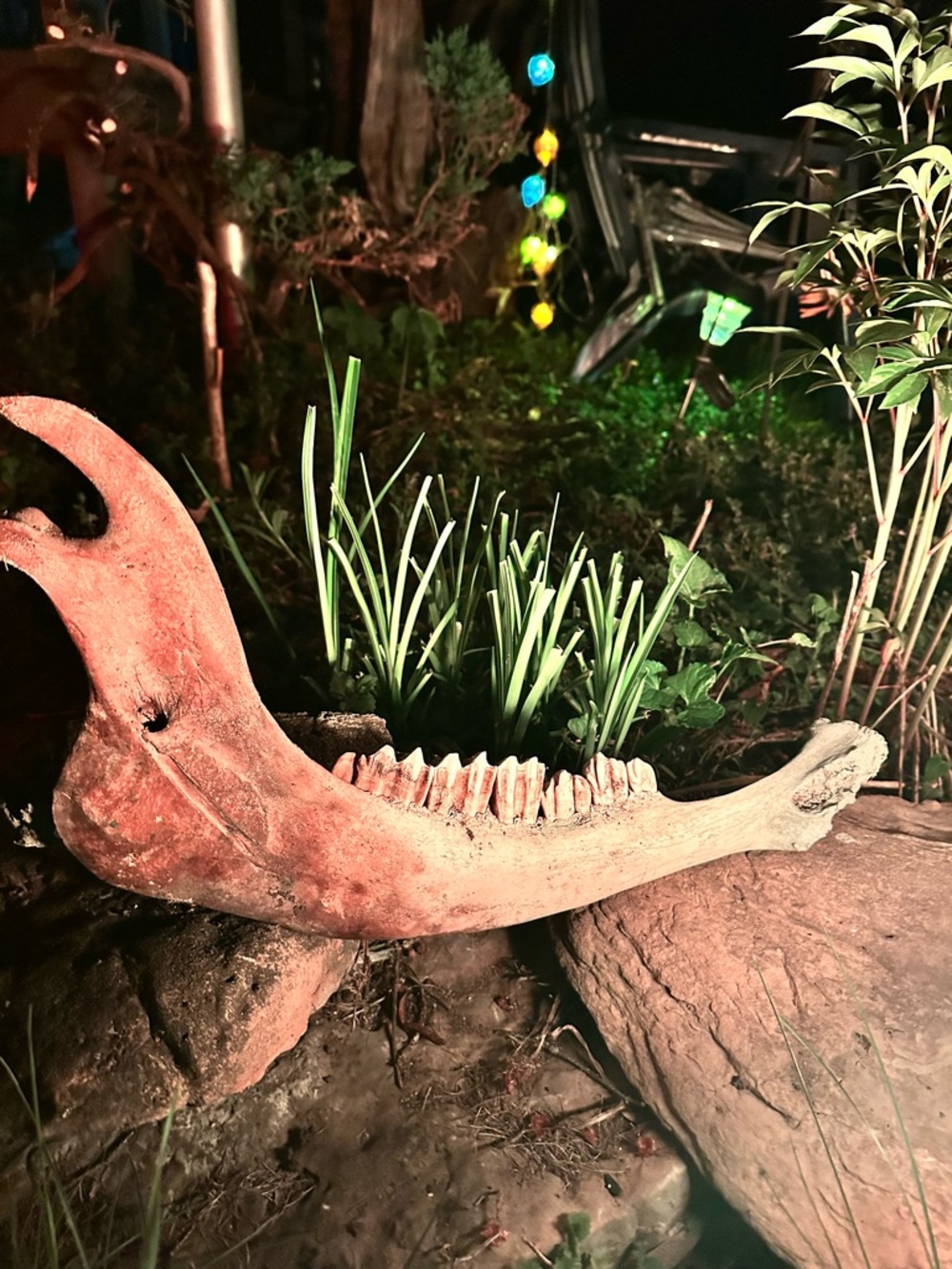 Bison Jawbone Decor- Rustic Natural Bone